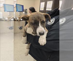 Mutt Dogs for adoption in Conroe, TX, USA