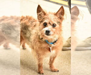 Norwich Terrier-Unknown Mix Dogs for adoption in Rockaway, NJ, USA
