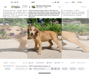 Mutt Dogs for adoption in New Orleans, LA, USA
