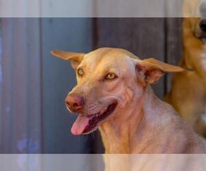 Medium Photo #1 Pharaoh Hound-Unknown Mix Puppy For Sale in El Cajon, CA, USA