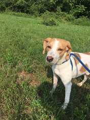 Mutt Dogs for adoption in Dumfries, VA, USA