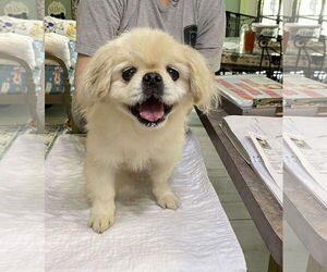 Pekingese Dogs for adoption in Benton, LA, USA