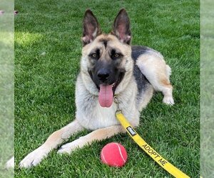 German Shepherd Dog-Unknown Mix Dogs for adoption in Elgin, IL, USA