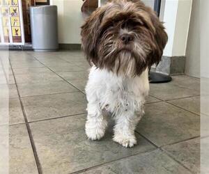 Shih Tzu-Unknown Mix Dogs for adoption in San Antonio, TX, USA