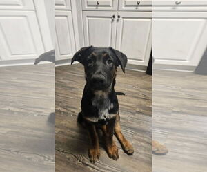 German Shepherd Dog Dogs for adoption in New Hill, NC, USA