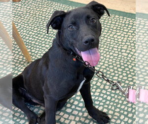 Labrador Retriever-Unknown Mix Dogs for adoption in Fort Pierce, FL, USA