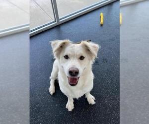Golden Retriever-Unknown Mix Dogs for adoption in San Antonio, TX, USA