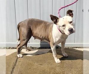 American Pit Bull Terrier-Unknown Mix Dogs for adoption in Louisville, KY, USA