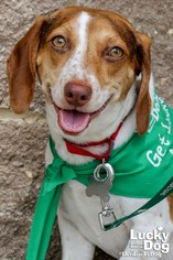 Doxle Dogs for adoption in Washington, DC, USA