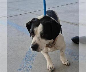 Border Collie-Dachshund Mix Dogs for adoption in Bakersfield, CA, USA