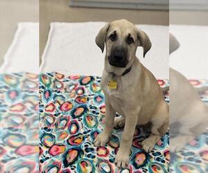 German Shepherd Dog-Unknown Mix Dogs for adoption in Plano, TX, USA