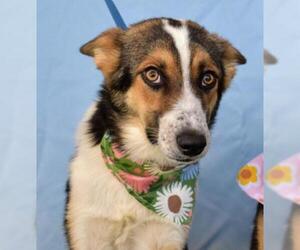 Border Collie-Unknown Mix Dogs for adoption in Bakersfield, CA, USA
