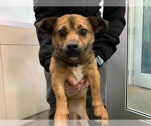 Chiweenie Dogs for adoption in Berkeley , CA, USA
