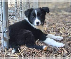 Border Collie Dogs for adoption in Paso Robles, CA, USA