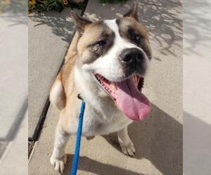 Akita Dogs for adoption in Belleville, MI, USA