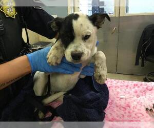Mutt Dogs for adoption in Riverside, CA, USA