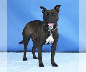 Mutt Dogs for adoption in Pasadena, CA, USA