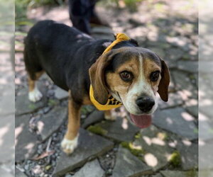 Beagle-Unknown Mix Dogs for adoption in Warrenton, VA, USA