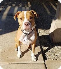 Bullboxer Pit Dogs for adoption in La Quinta, CA, USA