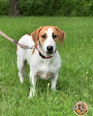 Medium Photo #1 Basset Hound-Coonhound Mix Puppy For Sale in Mt Vernon, IN, USA