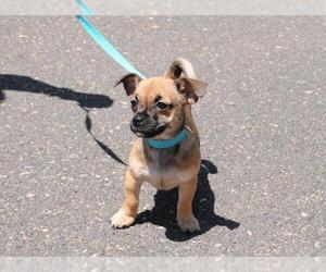 Pug Dogs for adoption in Jamestown, CA, USA