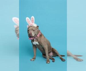 American Staffordshire Terrier Dogs for adoption in Fort Lauderdale, FL, USA