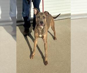 Staffordshire Bull Terrier Dogs for adoption in Louisville, KY, USA