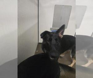 German Shepherd Dog Dogs for adoption in Stockton, CA, USA