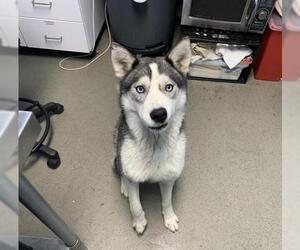 - Mix Dogs for adoption in Bakersfield, CA, USA