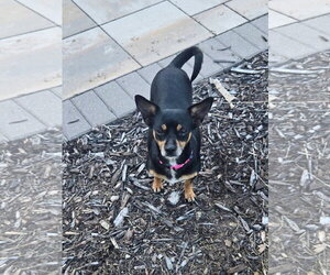 Chihuahua-Unknown Mix Dogs for adoption in New London, WI, USA