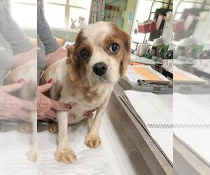 Cavalier King Charles Spaniel Dogs for adoption in Benton, LA, USA