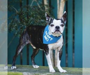 Boston Terrier Dogs for adoption in Pacific Grove, CA, USA