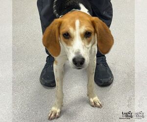 Mutt Dogs for adoption in Washington, DC, USA