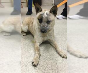 Mutt Dogs for adoption in Riverside, CA, USA