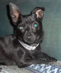 Chihuahua-Schipperke Mix Dogs for adoption in Yucaipa, CA, USA
