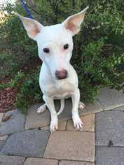 Small Bull Terrier Mix