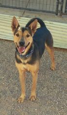 German Shepherd Dog-Unknown Mix Dogs for adoption in Apache Junction, AZ, USA