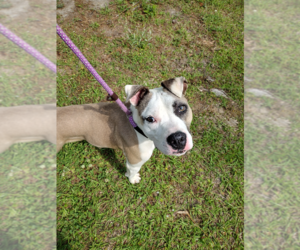 Mutt Dogs for adoption in Hilton Head, SC, USA