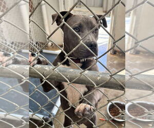American Pit Bull Terrier-Unknown Mix Dogs for adoption in Grafton, WI, USA