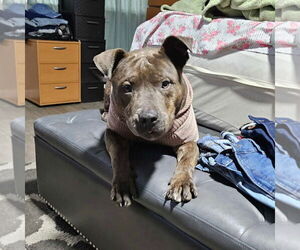 American Pit Bull Terrier Dogs for adoption in Stckton, CA, USA