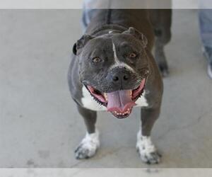 Staffordshire Bull Terrier Dogs for adoption in Martinez, CA, USA