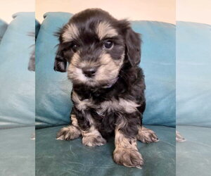 Maltipoo (Miniature) Dogs for adoption in Corona, CA, USA