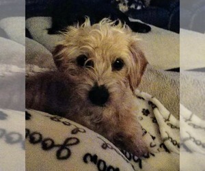 Medium Photo #1 Maltese-Poodle (Toy) Mix Puppy For Sale in Rustburg, VA, USA