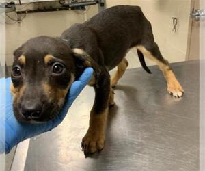 Labrador Retriever-Unknown Mix Dogs for adoption in Conroe, TX, USA