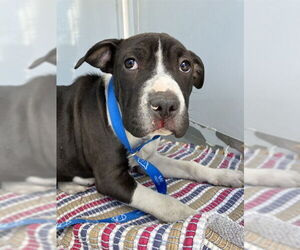 American Pit Bull Terrier-Bulldog Mix Dogs for adoption in Stockton, CA, USA