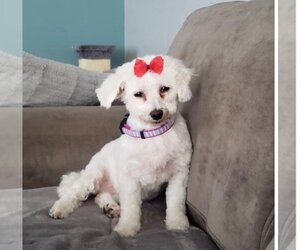 Bichon Frise Dogs for adoption in Pataskala, OH, USA