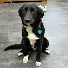 Border Collie Dogs for adoption in Newfoundland, PA, USA