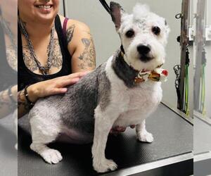 Mutt Dogs for adoption in Las Vegas, NV, USA