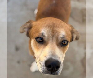 Mutt Dogs for adoption in Tulsa, OK, USA
