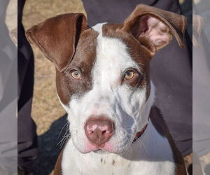 American Staffordshire Terrier-Chocolate Labrador retriever Mix Dogs for adoption in Huntley, IL, USA